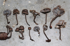 Craterellus strigosus
