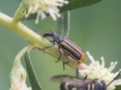 Astylus forcipatus
