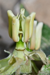 Asclepias prostrata