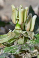 Asclepias prostrata