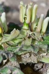Asclepias prostrata