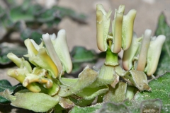 Asclepias prostrata