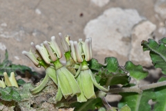 Asclepias prostrata
