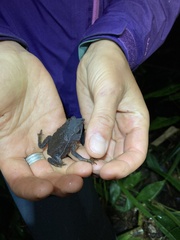 Rhinella festae