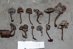 Craterellus strigosus