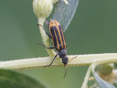 Astylus forcipatus