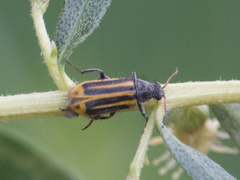 Astylus forcipatus
