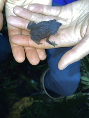 Rhinella festae