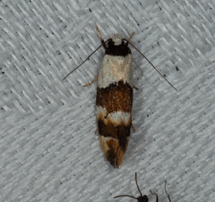 Euphiltra eroticella