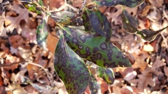 Mycosphaerella colorata