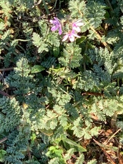Erodium cicutarium cicutarium