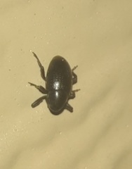 Tyloderma baridium