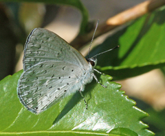 Eirmocides absimilis