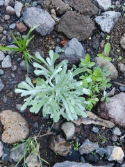 Helichrysum luteoalbum image