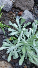 Helichrysum luteoalbum image