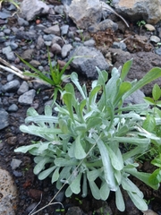 Helichrysum luteoalbum image