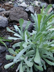 Helichrysum luteoalbum image