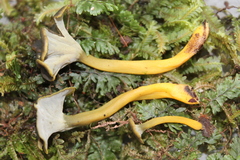 Craterellus olivaceoluteus