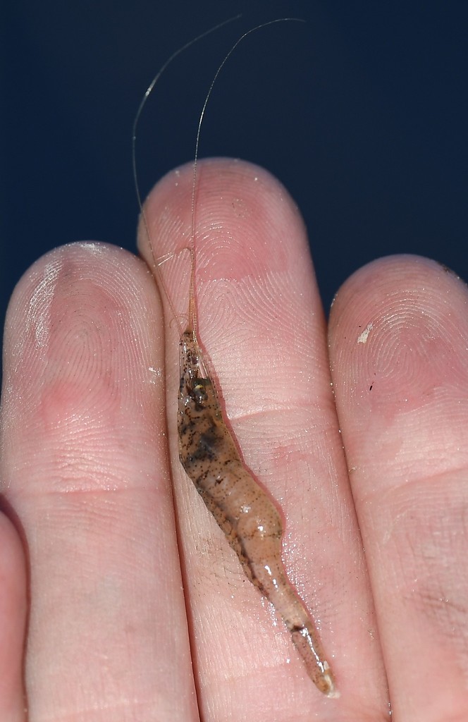 Mississippi grass shrimp