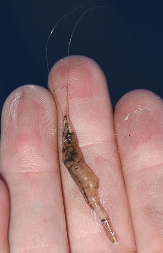 Mississippi grass shrimp