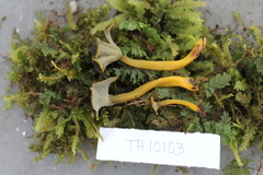 Craterellus olivaceoluteus