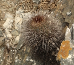 Eriosyce villosa
