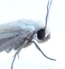 Mesepiola specca