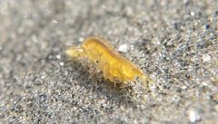 Corophioidea