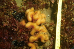 Cystodytes lobatus