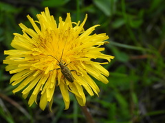 Donacia bicolora