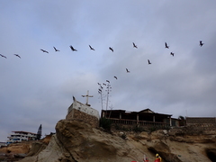 Pelecanus occidentalis