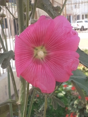 Alcea rosea