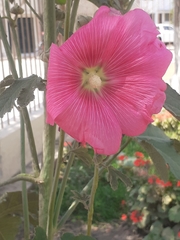 Alcea rosea