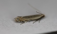 Battaristis concinnusella