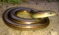 Ophiodes striatus