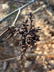 Eriophyes betulae