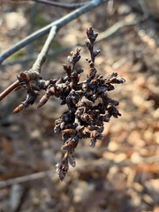 Eriophyes betulae