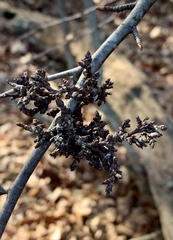 Eriophyes betulae
