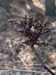 Eriophyes betulae