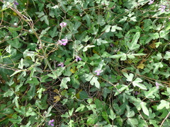 Phaseolus filiformis