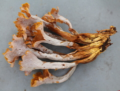Clavulina craterelloides
