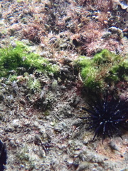 Euechinoidea