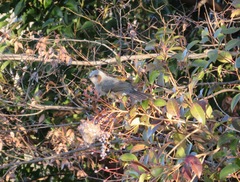 Hypsipetes amaurotis