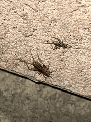 Gryllodes sigillatus