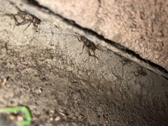 Gryllodes sigillatus