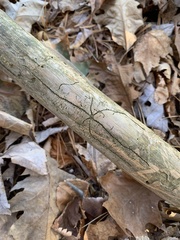 Pityogenes bidentatus