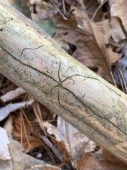 Pityogenes bidentatus