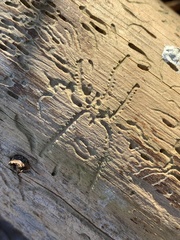 Pityogenes bidentatus