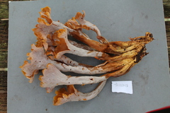 Clavulina craterelloides