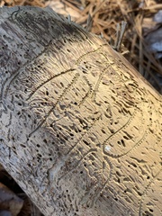 Pityogenes bidentatus